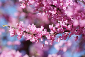 Redbud Flowers